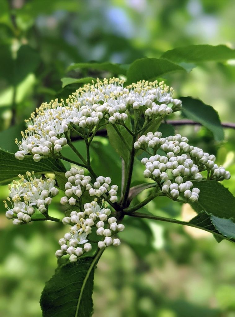 Adoxaceae The Elderberry Family Floral Prisms