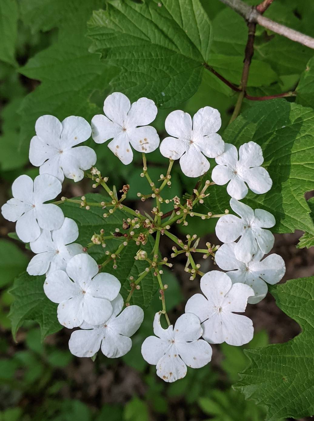 Adoxaceae The Elderberry Family Floral Prisms