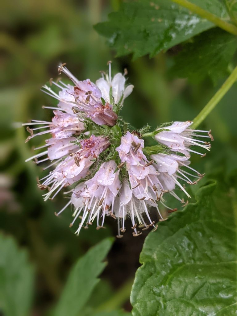 Boraginaceae: The Borage Family - Floral Prisms