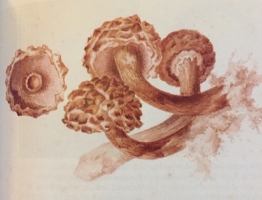 Beatrix Potter: Amateur Mycologist