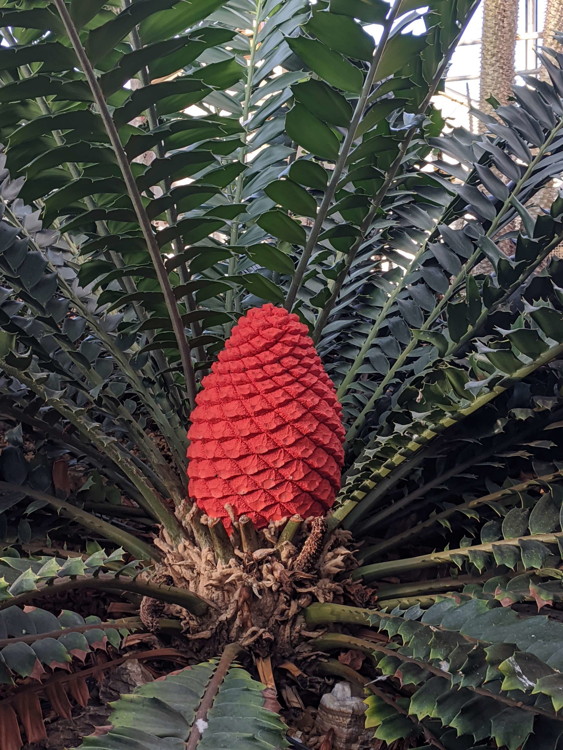 Cycads: Living Fossils