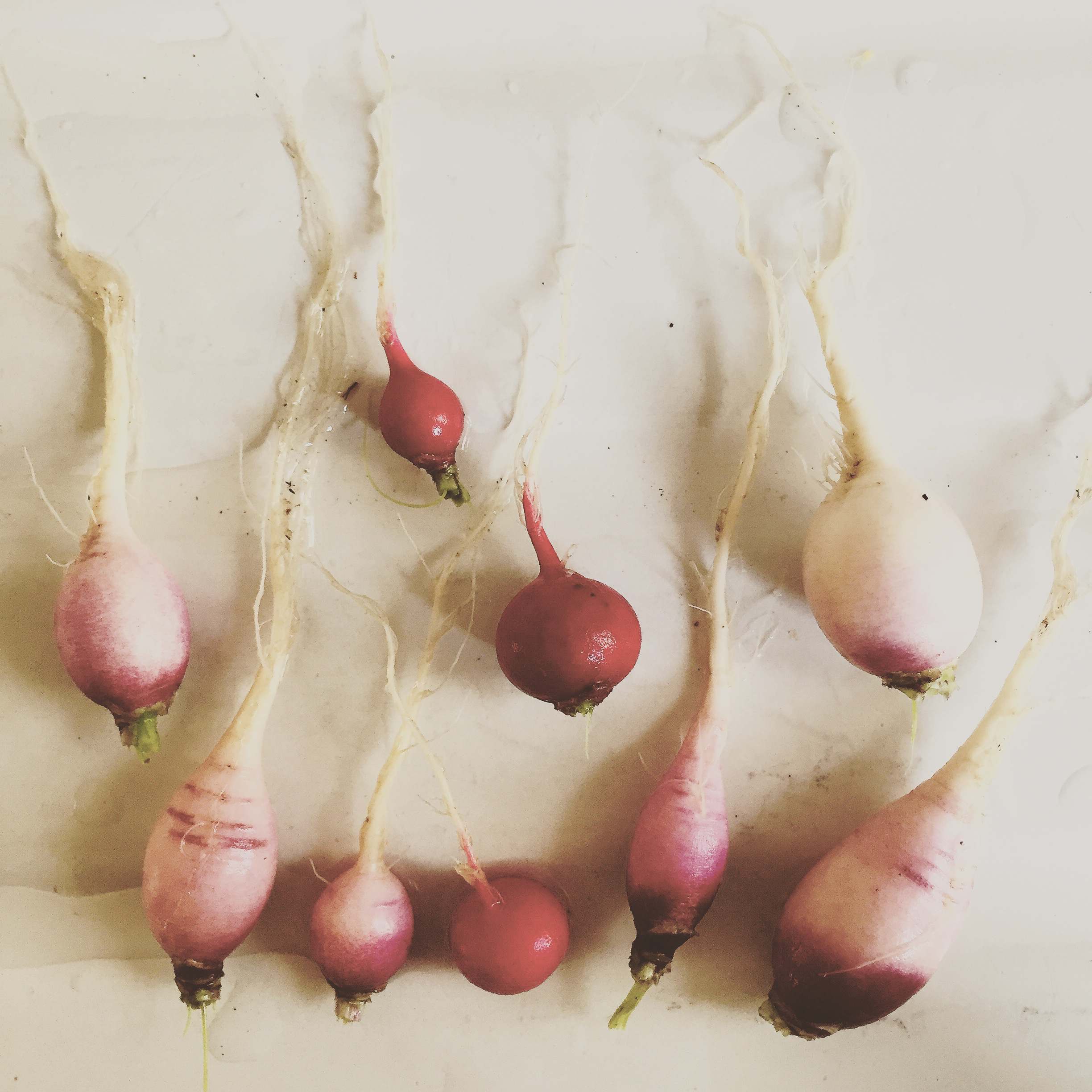 The Radish Around the World